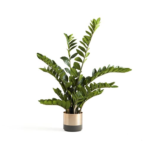 Zamioculcas zamiifolia, 1100 mm, vrátane kvetináča