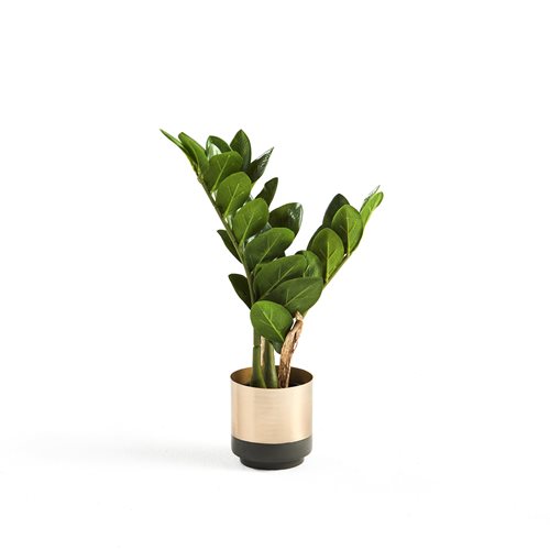 Umelá rastlina: Zamioculcas zamiifolia, 450 mm, vrátane kvetináča
